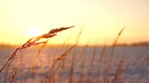 Spikelets in the winter in a bright warm sun Stock Footage 44664376