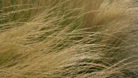 Spikelets of yellow rye with grain are shaken by wind. Agricultural Field Stock Footage 232764247