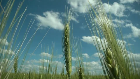 Spikelets of yellow rye with grain are shaken by wind. Agricultural business Stock Footage 268607271