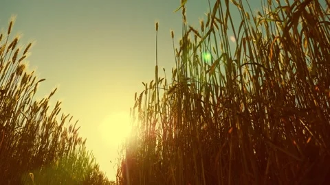 Spikelets of yellow rye with grain are shaken by wind. Agricultural business Stock Footage 270098465