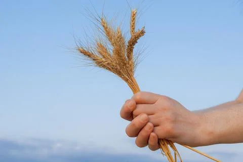 Spikelets of yellow wheat in hands on a background of blue sky Stock Photos