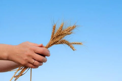 Spikelets of yellow wheat in hands on a background of blue sky Stock Photos