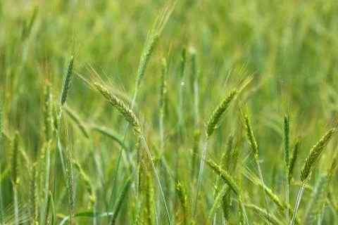 Spikelets of young green rye. Rye is raw material for flour Stock Photos