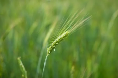 Spikelets of young green rye. Rye is raw material for flour Stock Photos
