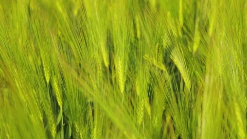 Spikelets of young green wheat close up. Juicy green wheat close-up. Young green Stock Footage 167085734
