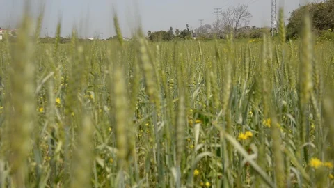 Spikelets of young wheat close-up. ears of green unripe wheat. 스톡 동영상 103475575
