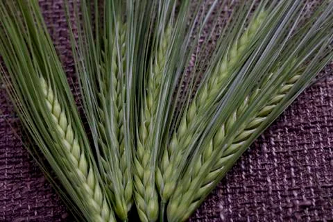 Spikes and bread Stock Photos