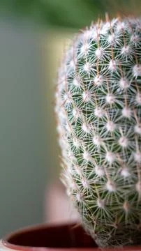 Spikes of a cactus Stock Photos