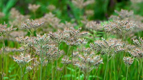 Spikes Close UP Stock Footage 162975485