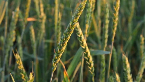 Spikes of Common Green Wheat Stock Footage 244963336
