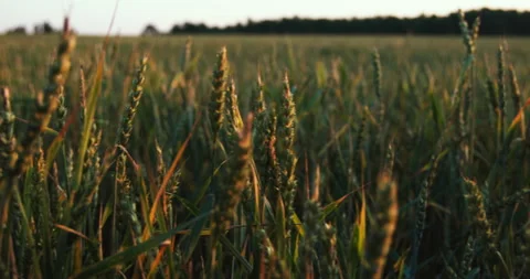 Spikes of Common Green Wheat Stock Footage 295293457