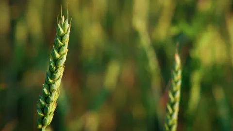 Spikes of Common Green Wheat Stock Footage 295301945