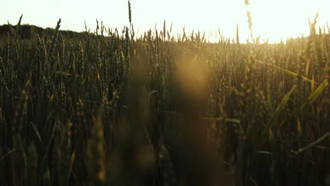 Spikes of Common Green Wheat Stock Footage 295302981