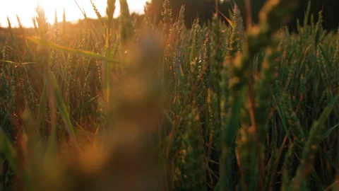 Spikes of Common Green Wheat Stock Footage 295303294