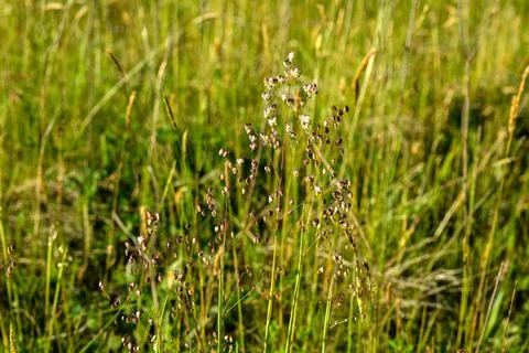 Spikes of the common quaking grass (Briza media). Stock Photos
