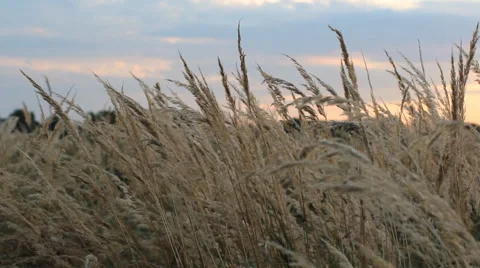 Spikes dry grass against the setting sun. Stock Footage 67203628