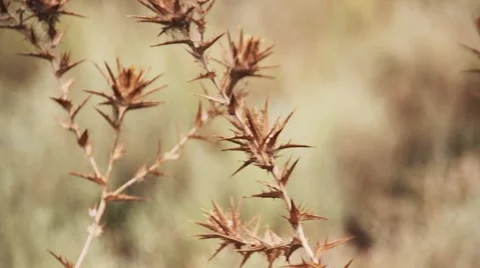Spikes on field Stock Footage 1002483