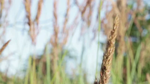 Spikes Field grass. Macro 스톡 동영상 41678422