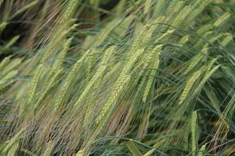 Spikes in the field Foto stock
