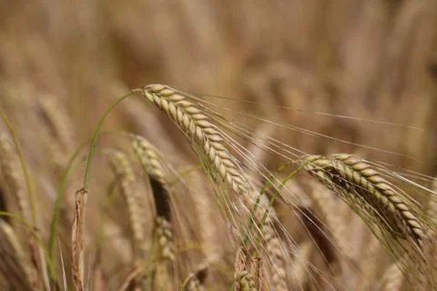 Spikes in the field Stock Photos