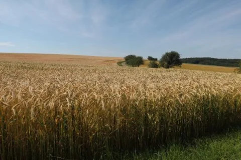 Spikes in the field Stock Photos