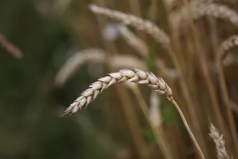 Spikes in the field Stock Photos