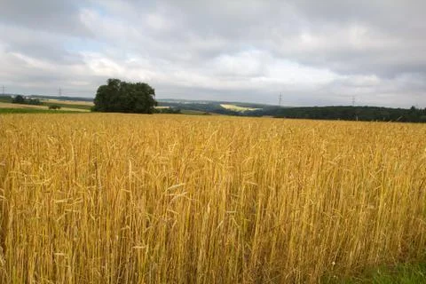 Spikes in the field Stock Photos