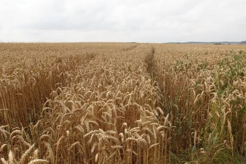 Spikes in the field Stock-Fotos