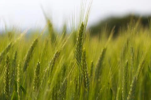Spikes in the field Stock Photos