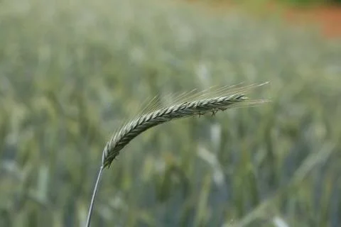 Spikes in the field Foto stock