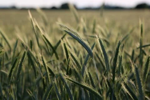 Spikes in the field Stock Photos