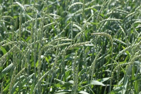Spikes in the field Foto stock