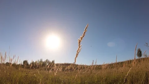 Spikes in the field under the sun.Close-up. Stock Footage 93579635