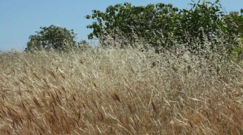 Spikes 스톡 동영상 725351