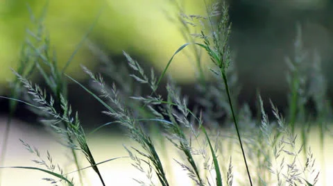 Spikes Video stock 26418418