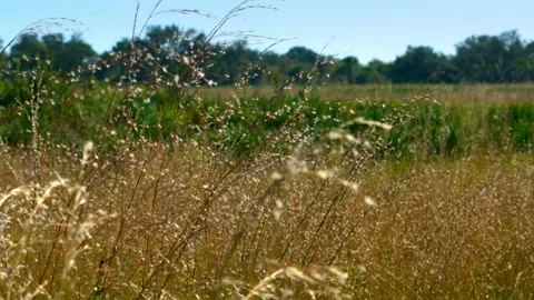 Spikes Video stock 162970960