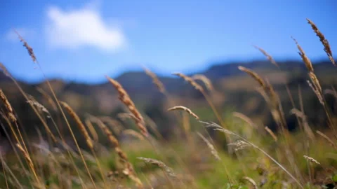 Spikes Stock-Footage 278122667