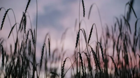Spikes of grain in a field on a partly cloudy day Stock Footage 130388172