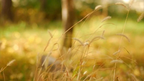 Spikes grass in the wind closeup Video stock 69880058