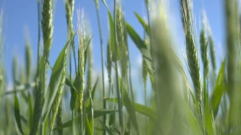 Spikes of green wheat Vídeo Stock 90063192