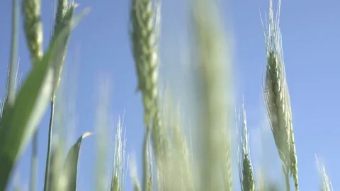 Spikes of green wheat Vídeo Stock 90063481