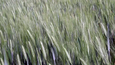 Spikes of green wheat swaying in the wind.Close-up handheld shooting Stock Footage 156325593