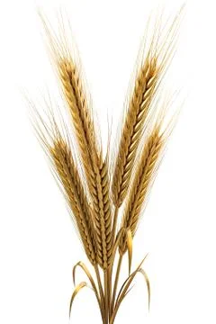 Spikes Stock Illustration