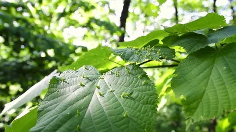 Spikes on the leaves Stock-Footage 75185548