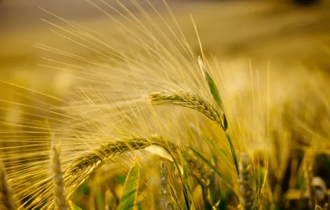 Spikes macro close up in the summer wheat field. Stock Photos