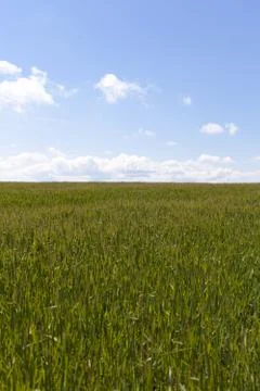 Spikes of maize Stock-Fotos