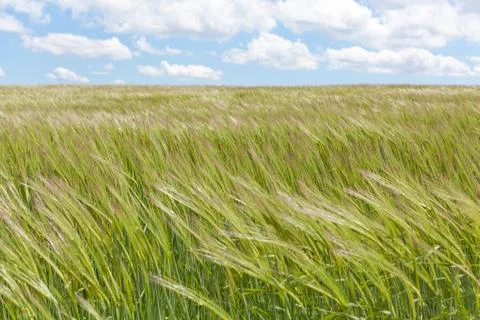 Spikes of maize Stock-Fotos