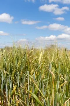 Spikes of maize Foto stock