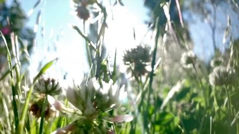 Spikes that move with the wind Stock-Footage 107442118