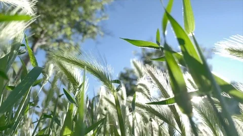 Spikes that move with the wind Stock Footage 107442123